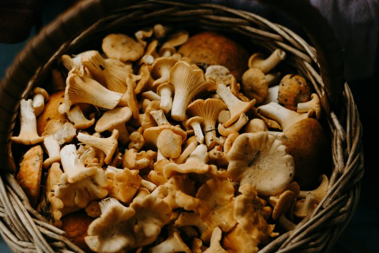 A basket full of mixed asian mushrooms and autumn mushrooms